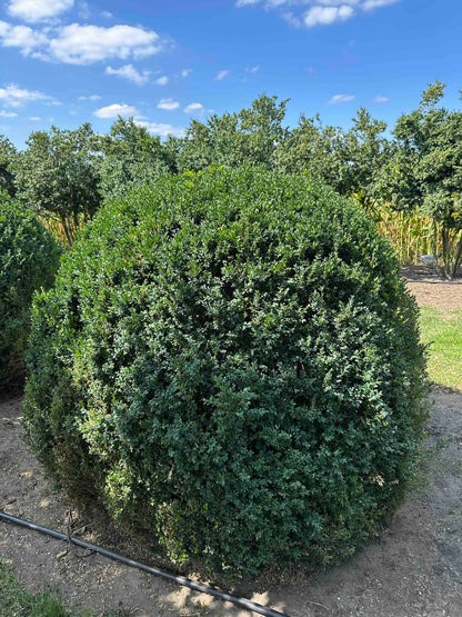 BUSE TOPIARY #058