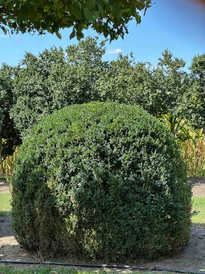 BUSE TOPIARY #058