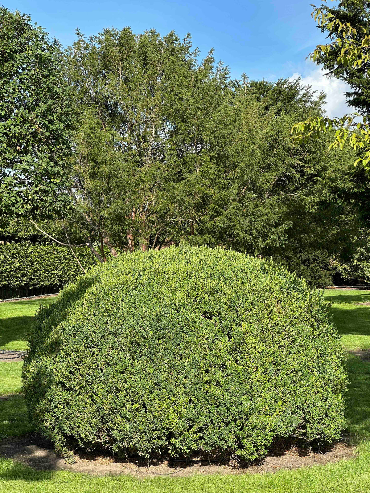BUSE TOPIARY #061
