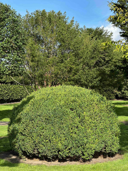 BUSE TOPIARY #061