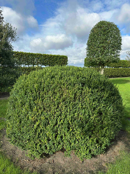 BUSE TOPIARY #061