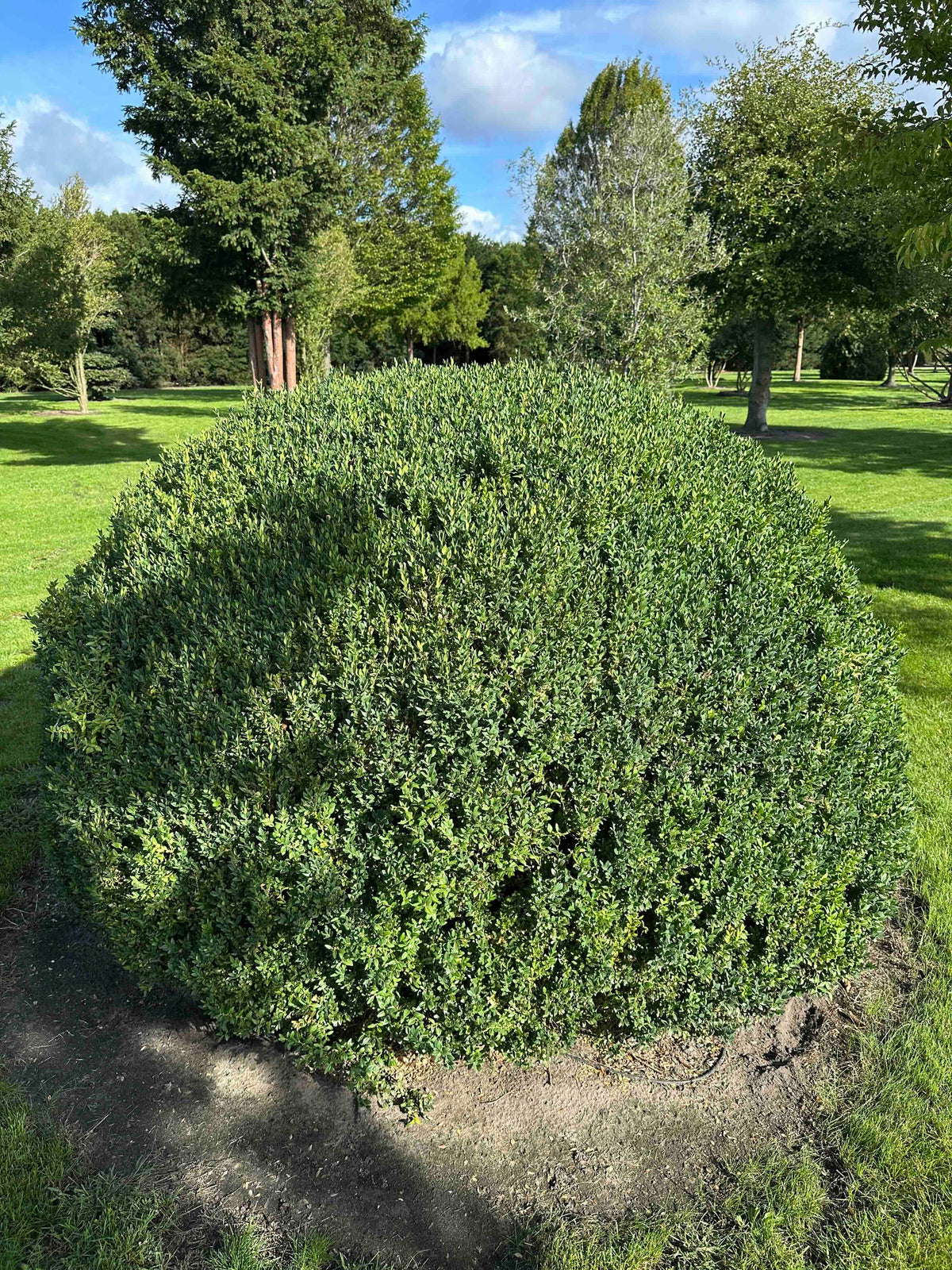 BUSE TOPIARY #061
