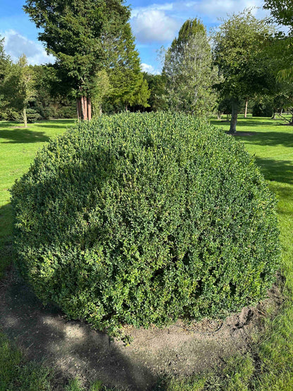BUSE TOPIARY #061
