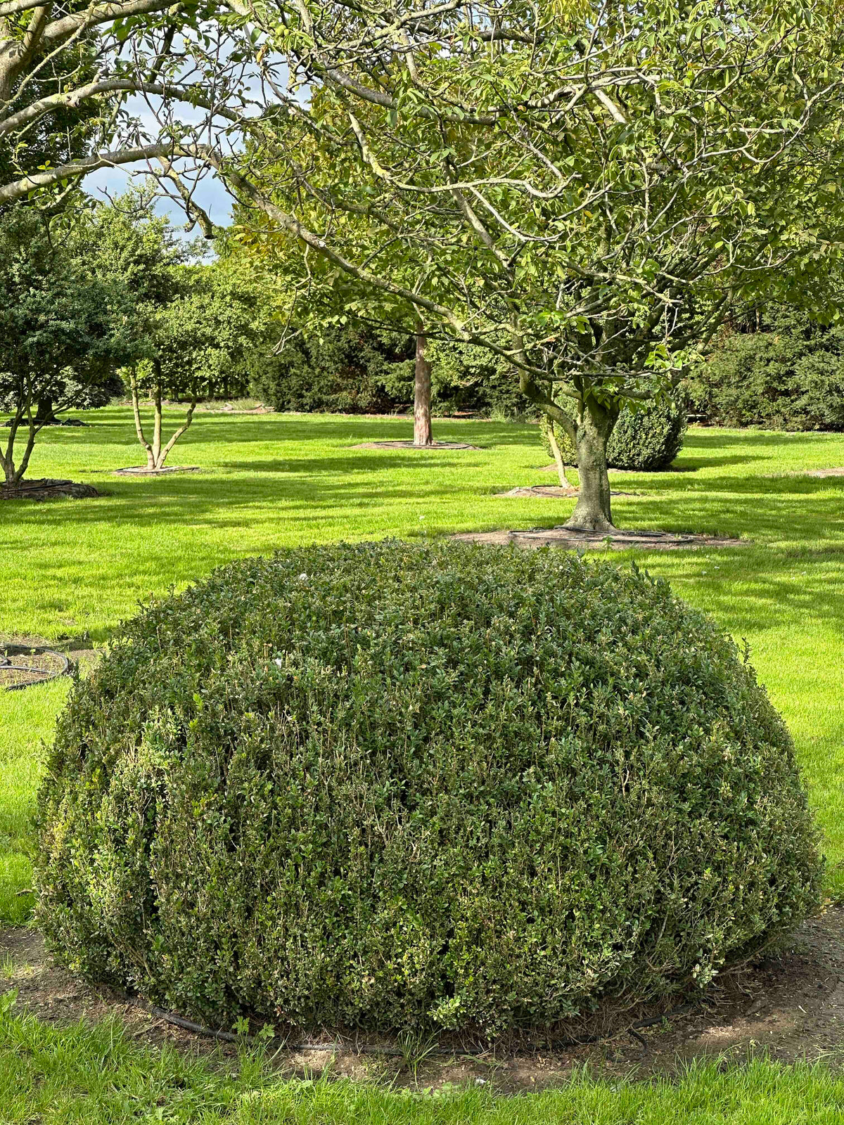 BUSE TOPIARY #062