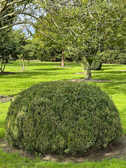 BUSE TOPIARY #062