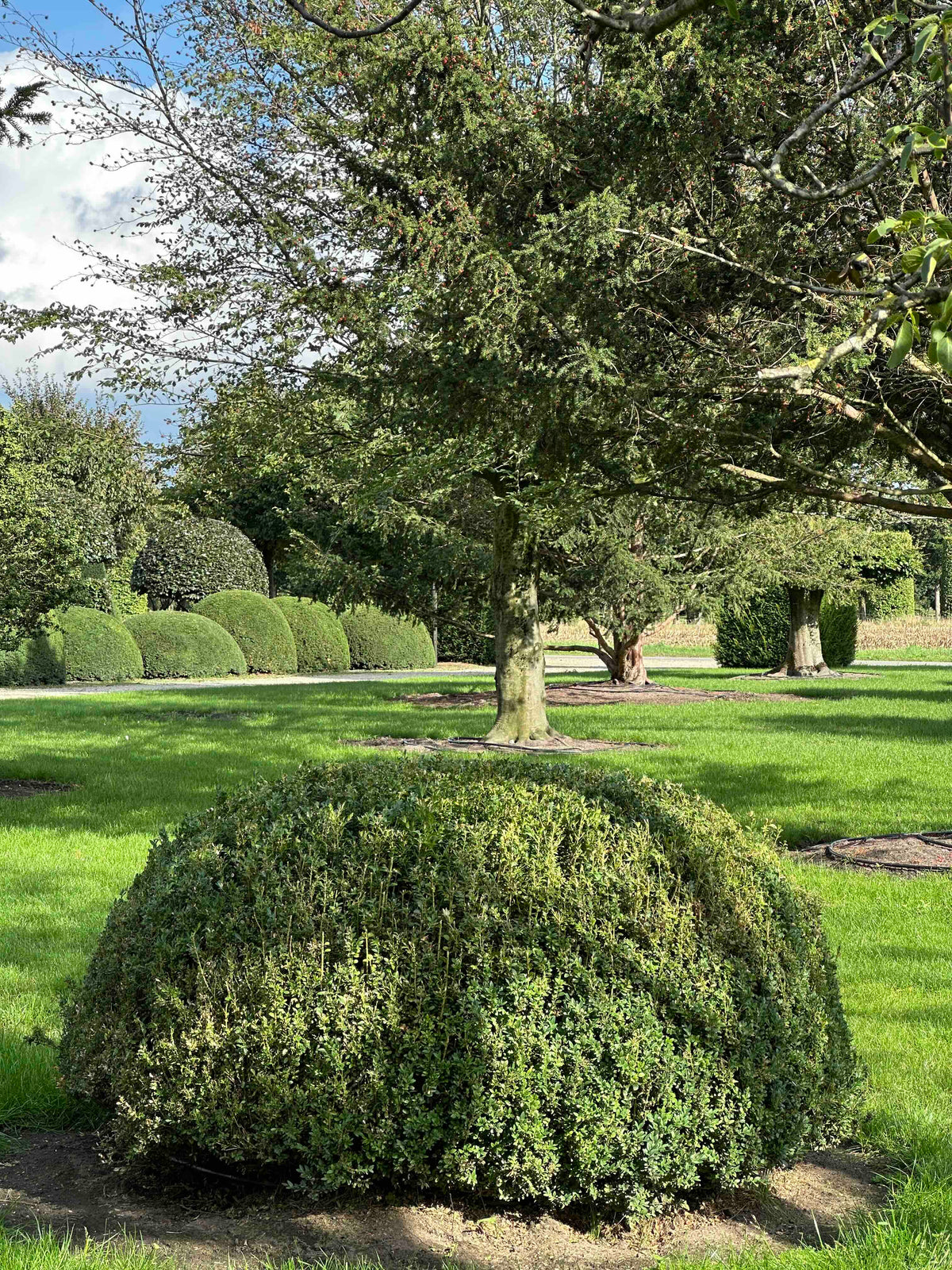 BUSE TOPIARY #062