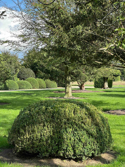 BUSE TOPIARY #062