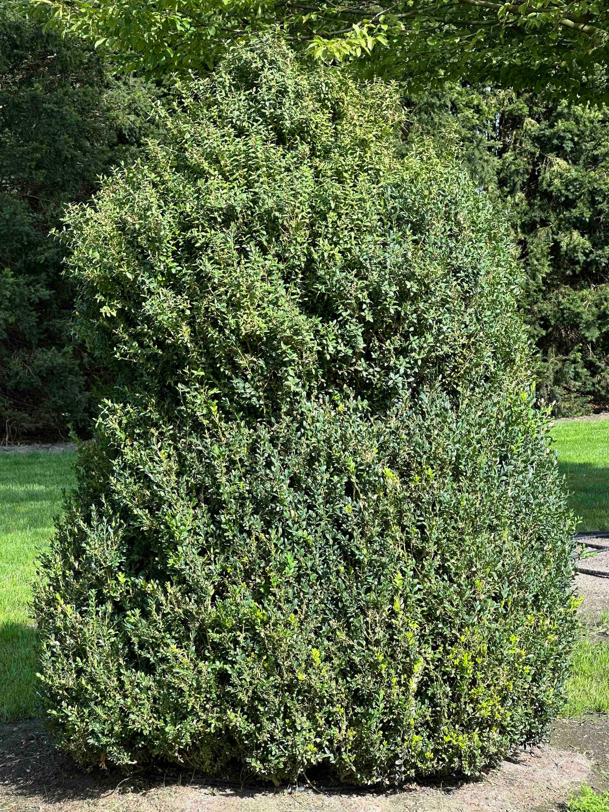 BUSE TOPIARY #063