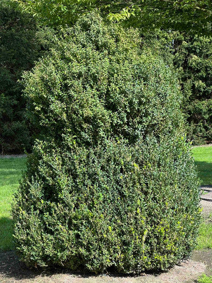 BUSE TOPIARY #063