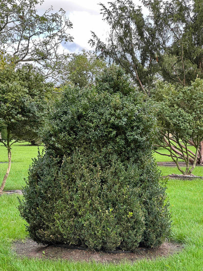 BUSE TOPIARY #063
