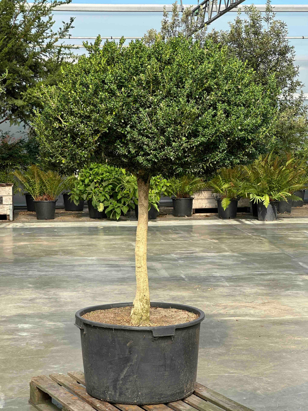 BUSE TOPIARY #064