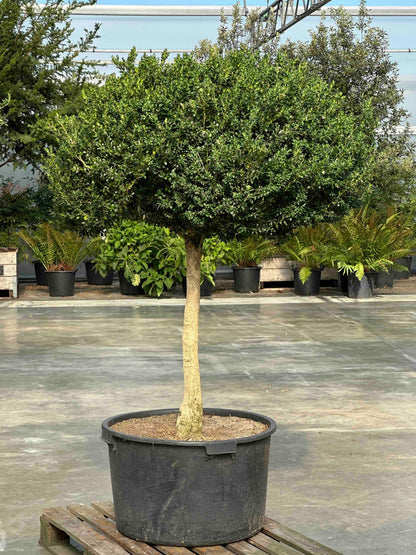 BUSE TOPIARY #064