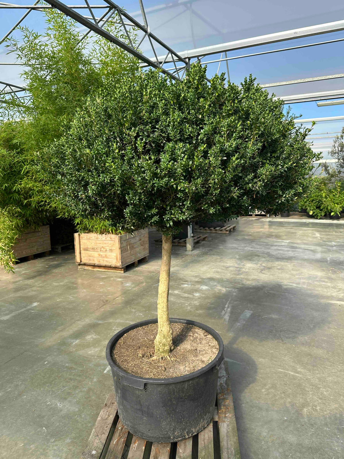BUSE TOPIARY #064