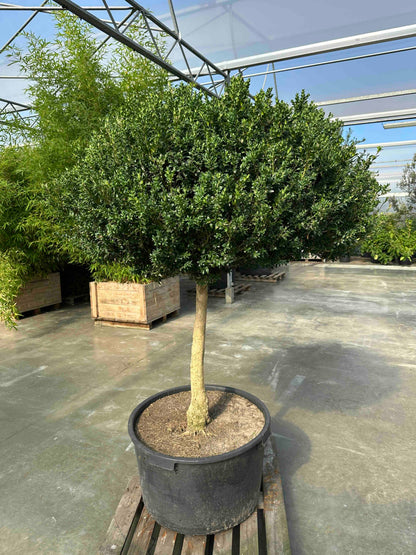 BUSE TOPIARY #064