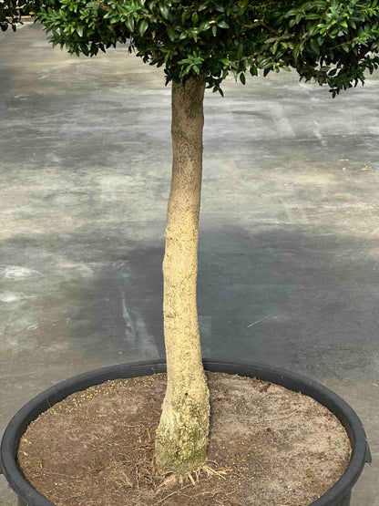 BUSE TOPIARY #064