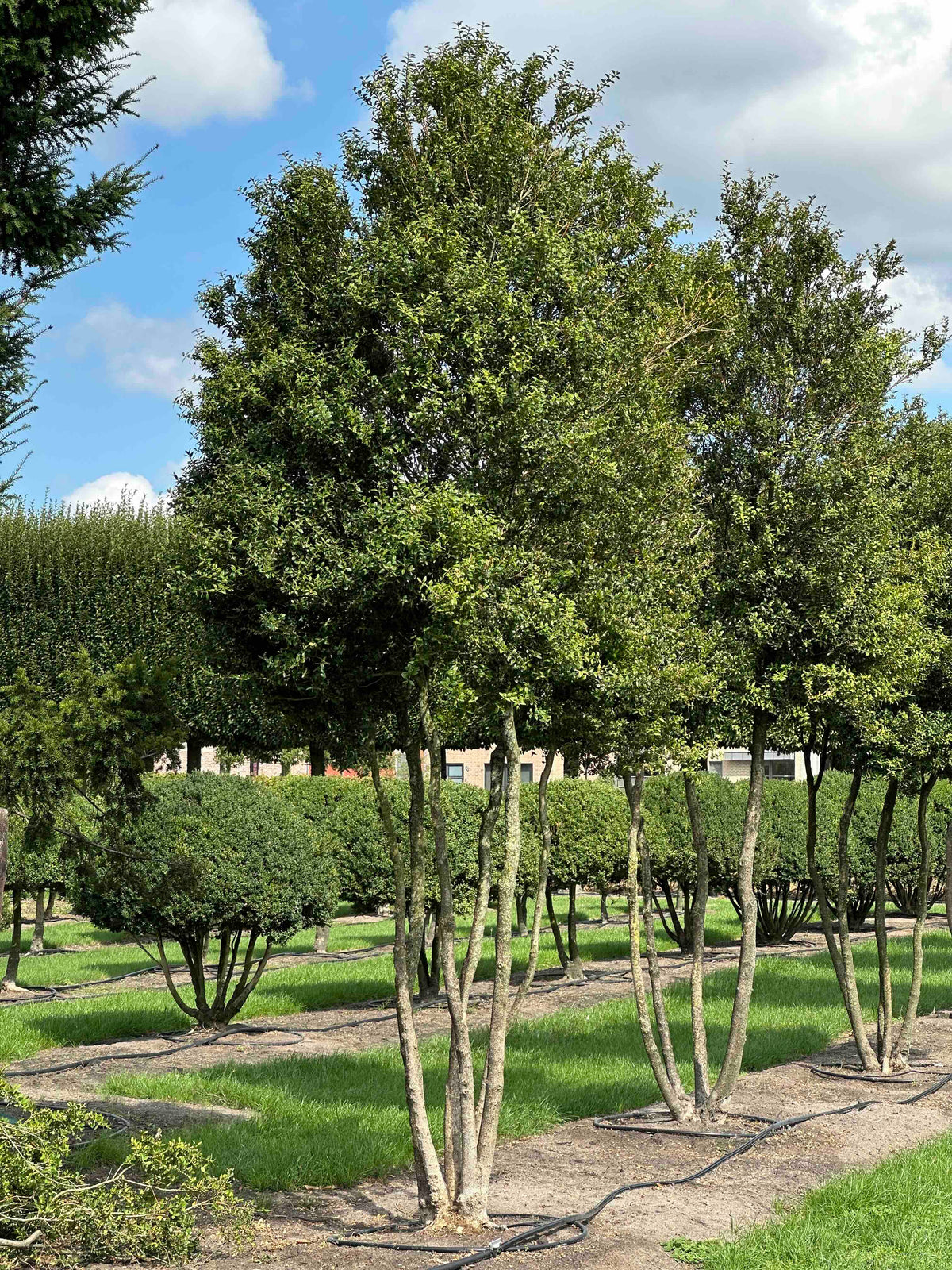 BUSE TREE #001