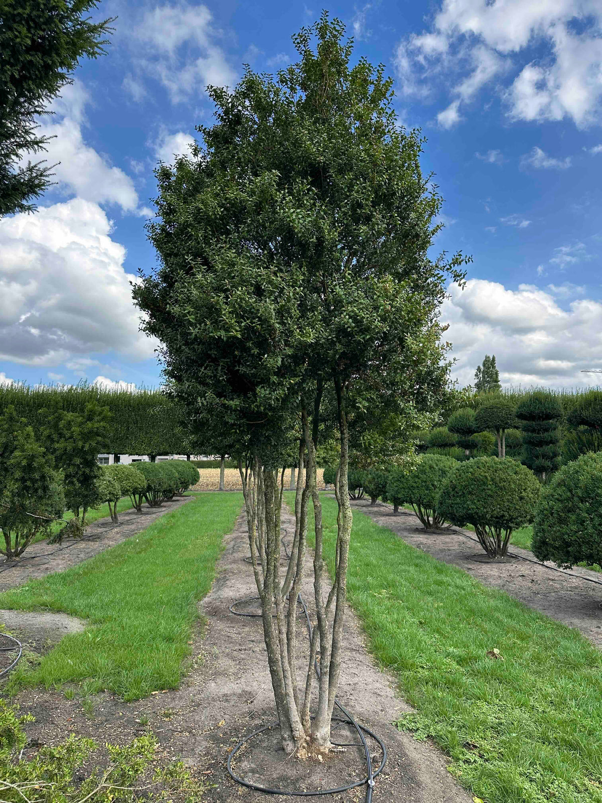 BUSE TREE #001