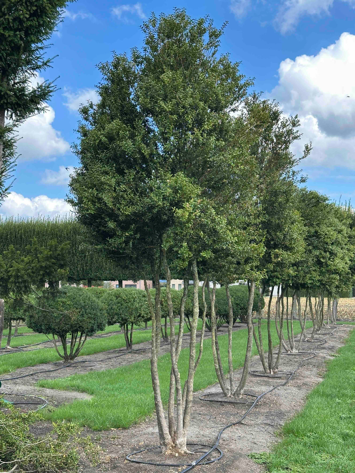 BUSE TREE #001