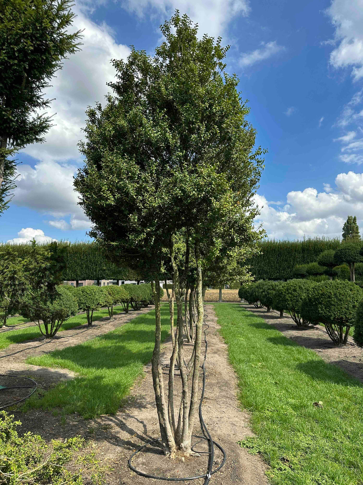 BUSE TREE #001