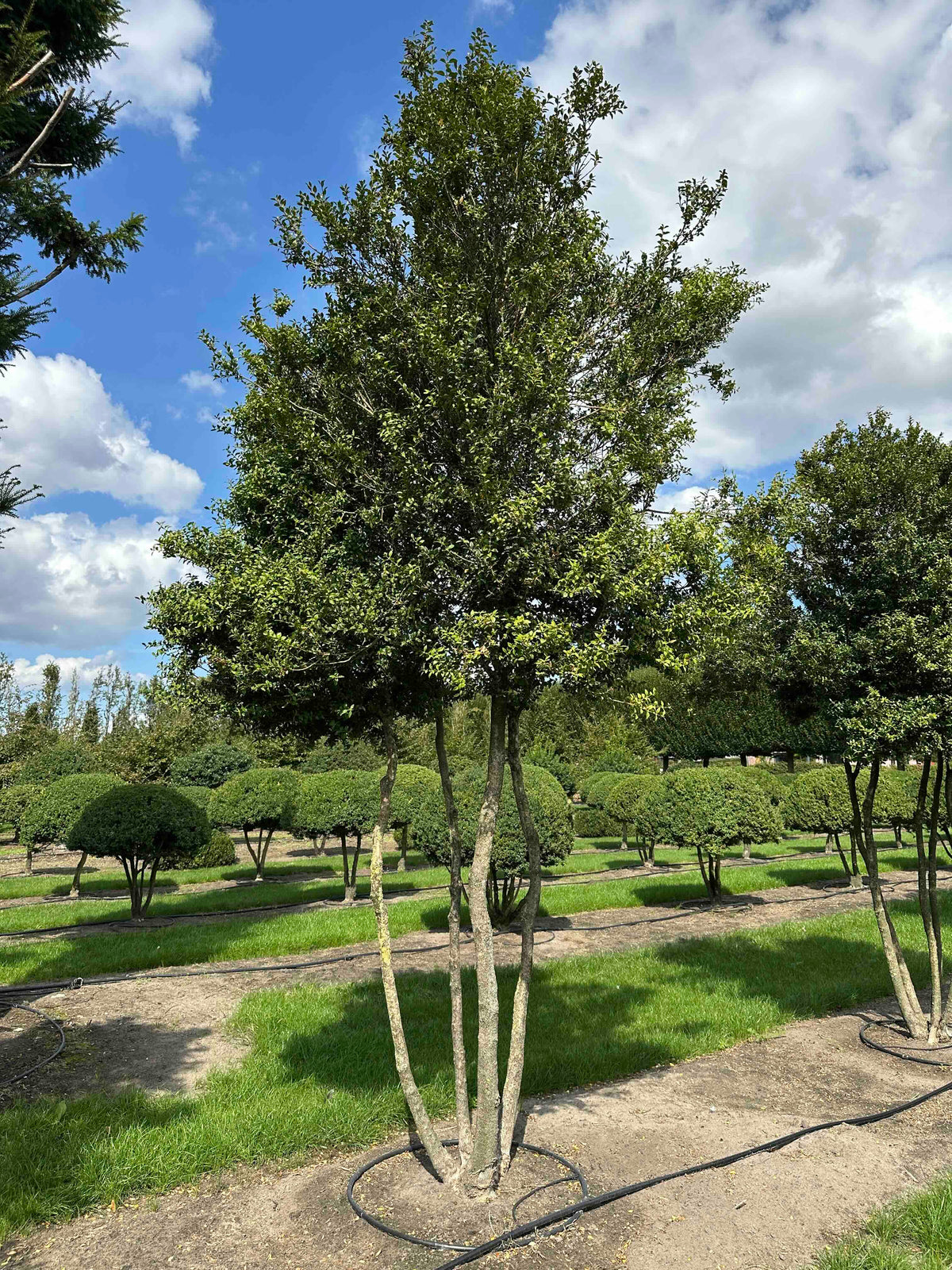 BUSE TREE #002