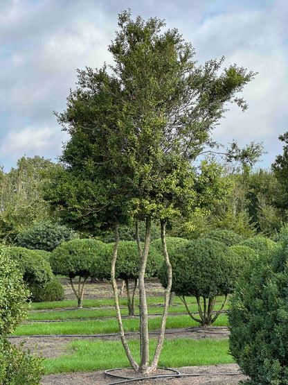 BUSE TREE #002