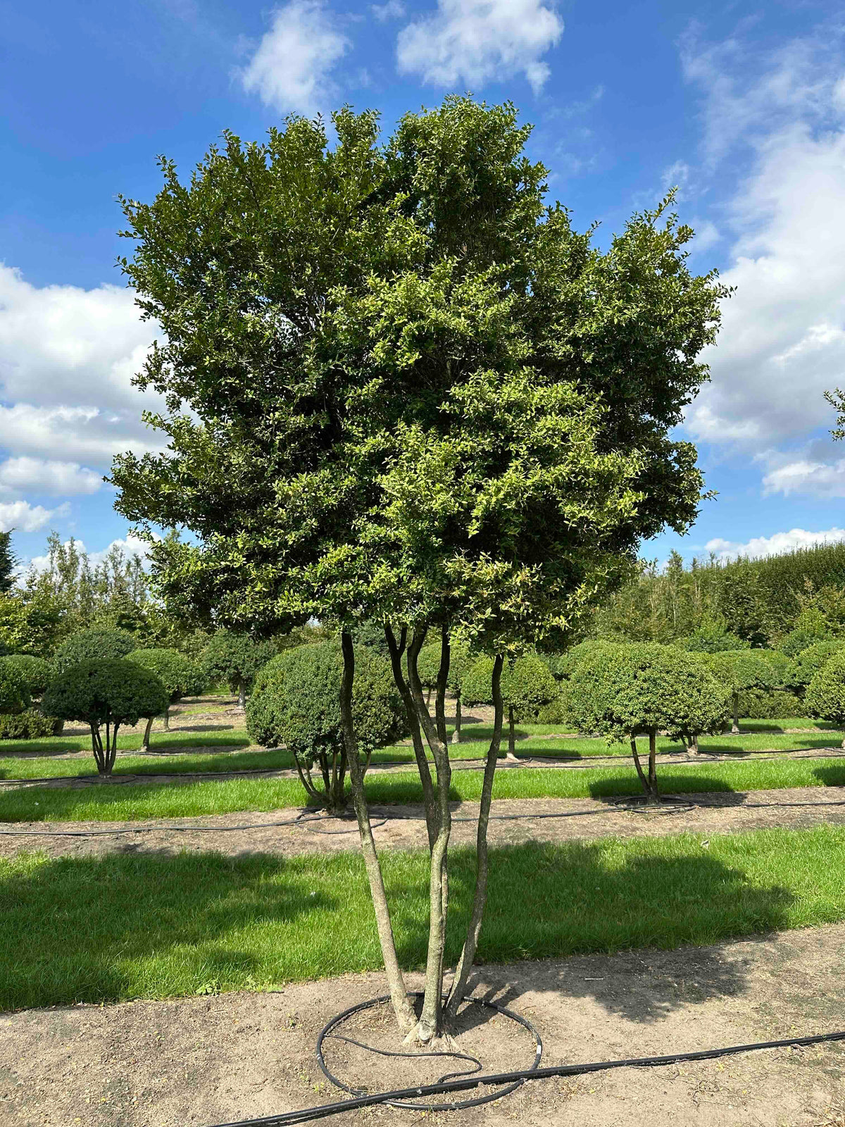 BUSE TREE #003