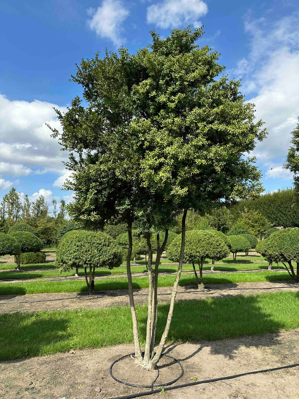 BUSE TREE #004