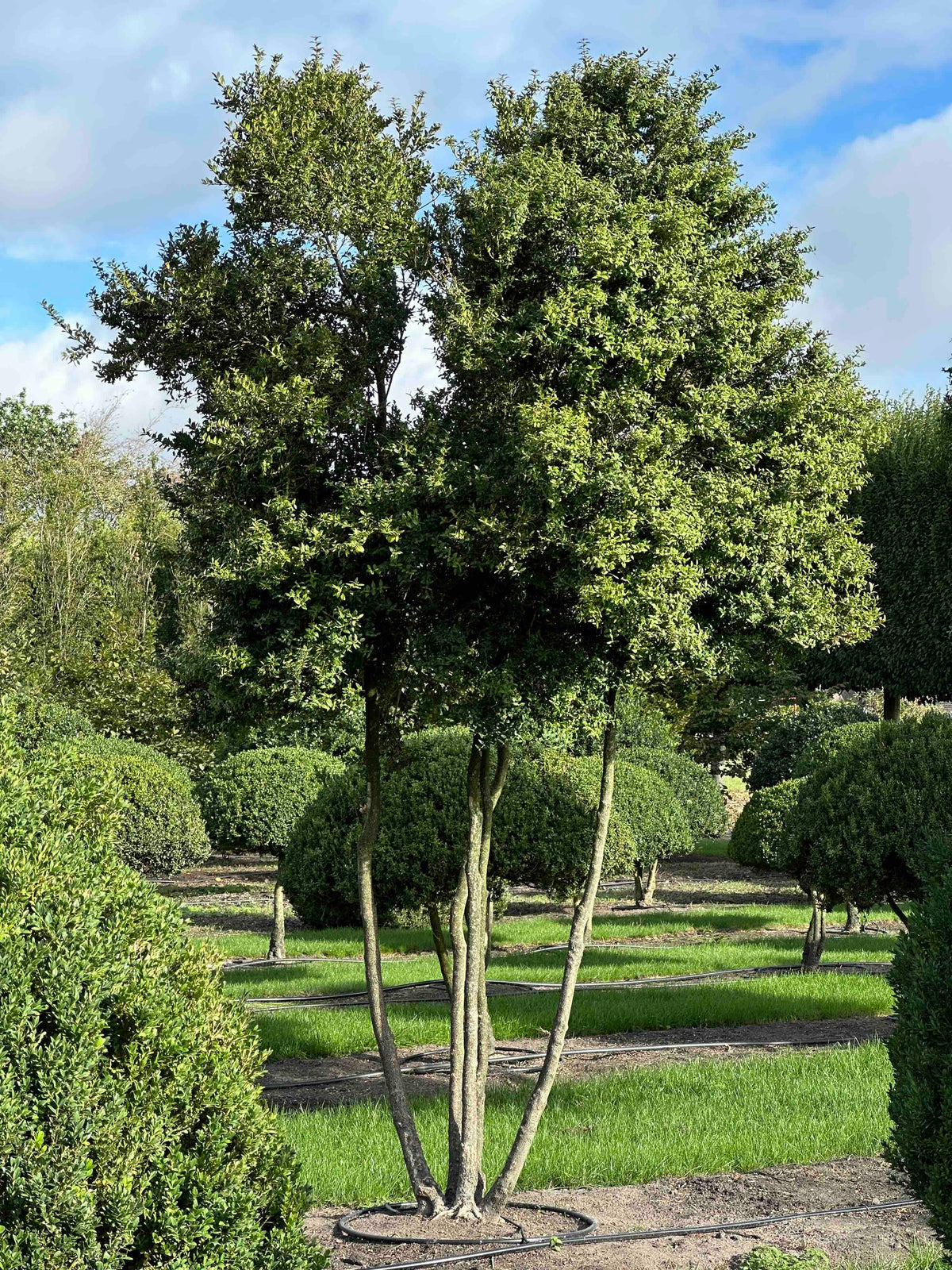 BUSE TREE #004