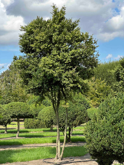 BUSE TREE #005