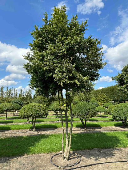 BUSE TREE #005