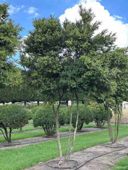 BUSE TREE #005