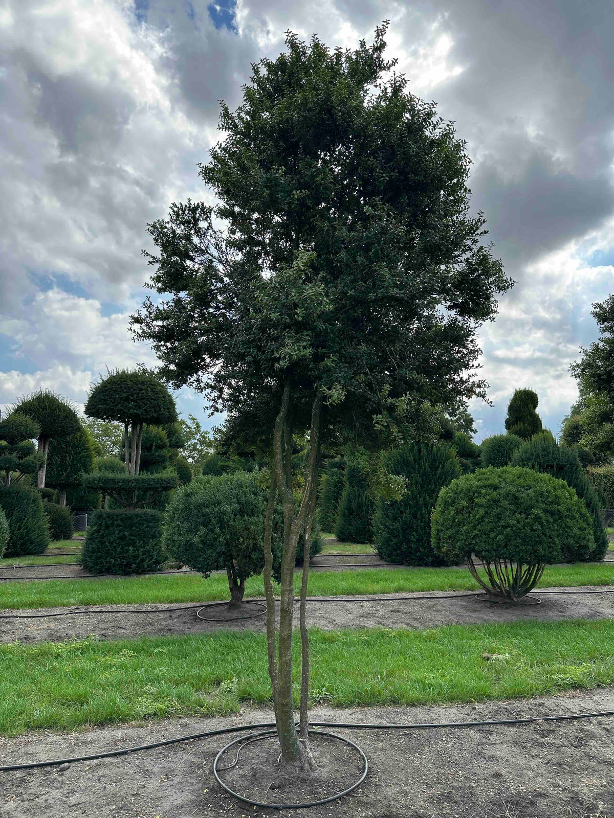 BUSE TREE #005