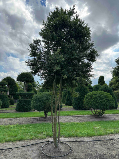 BUSE TREE #005