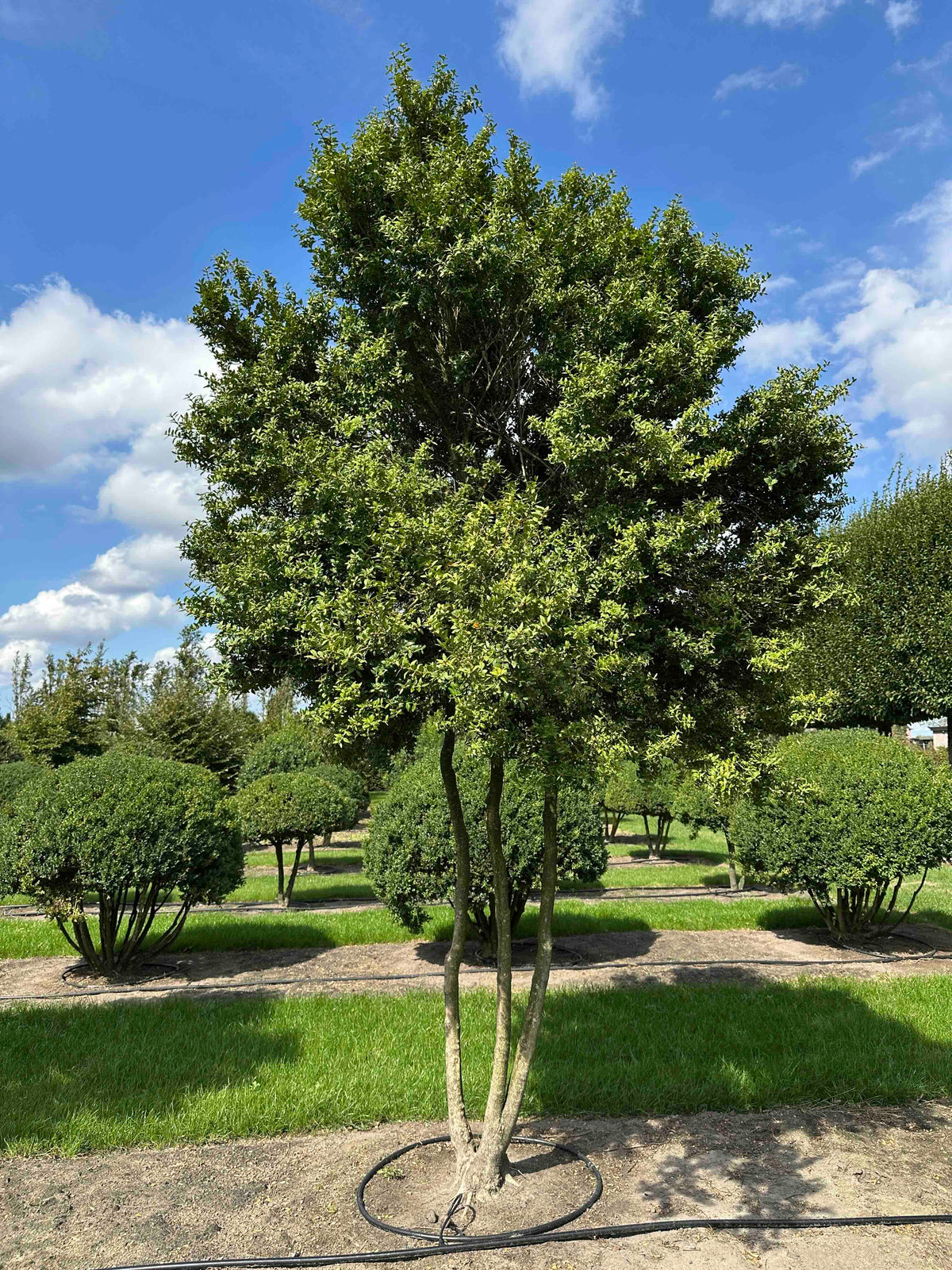 BUSE TREE #007