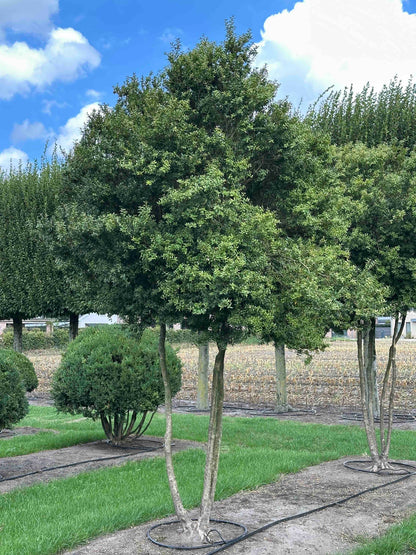 BUSE TREE #007
