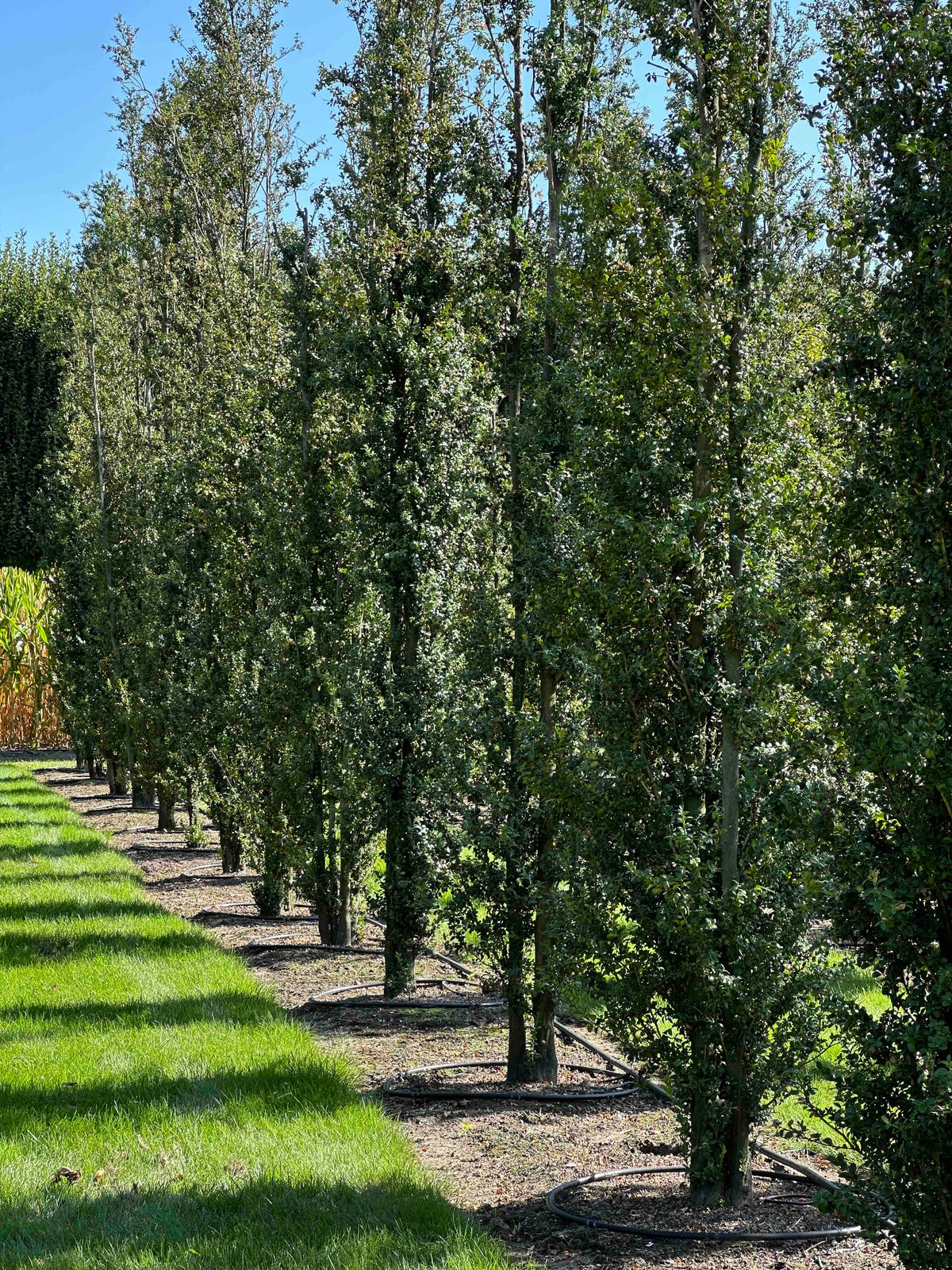 BUSE TREE #032