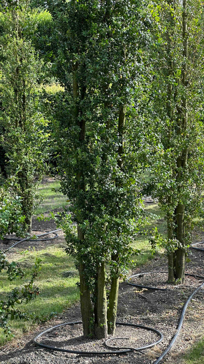 BUSE TREE #032