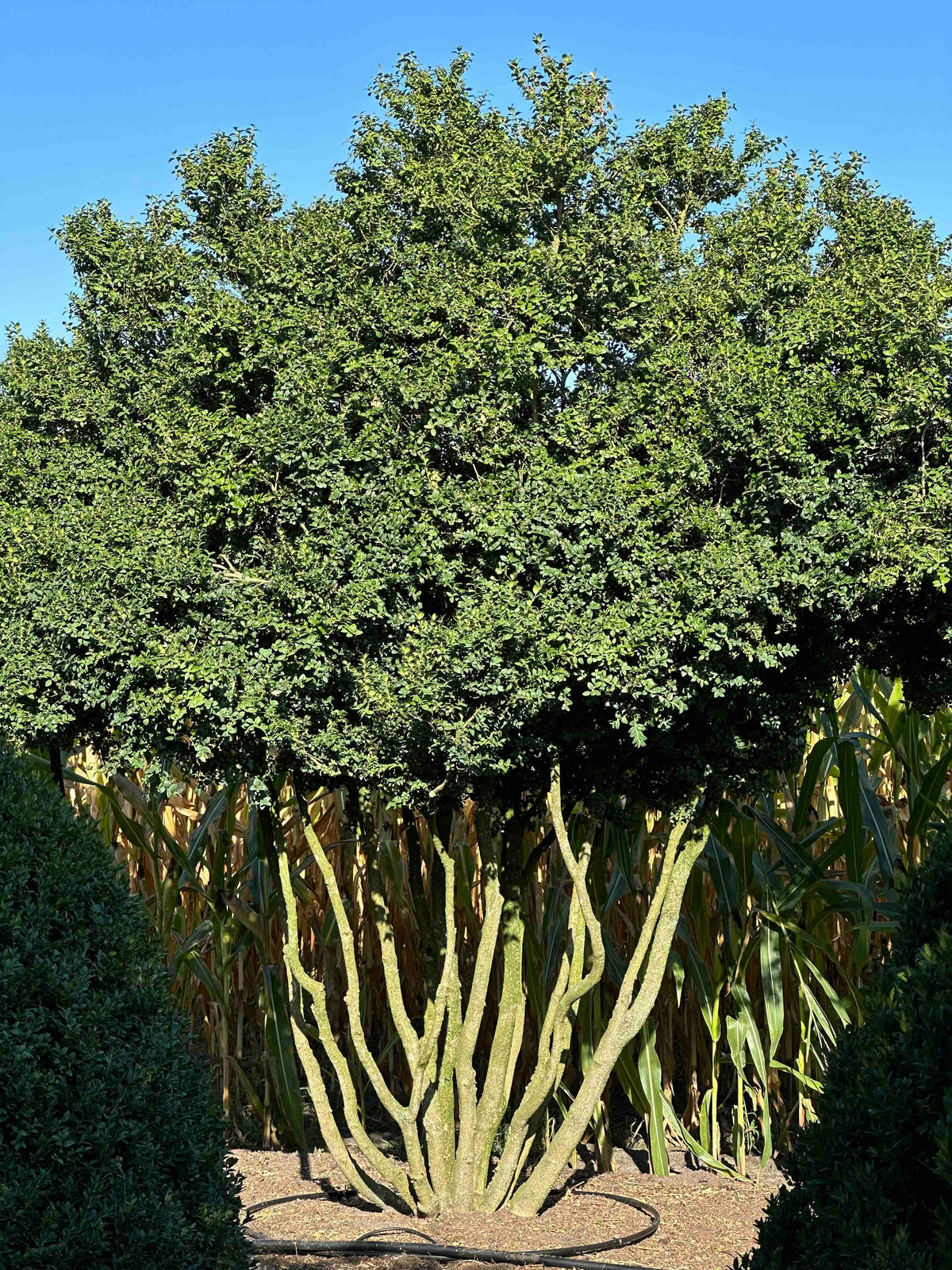 BUSE TREE #067