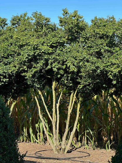 BUSE TREE #068