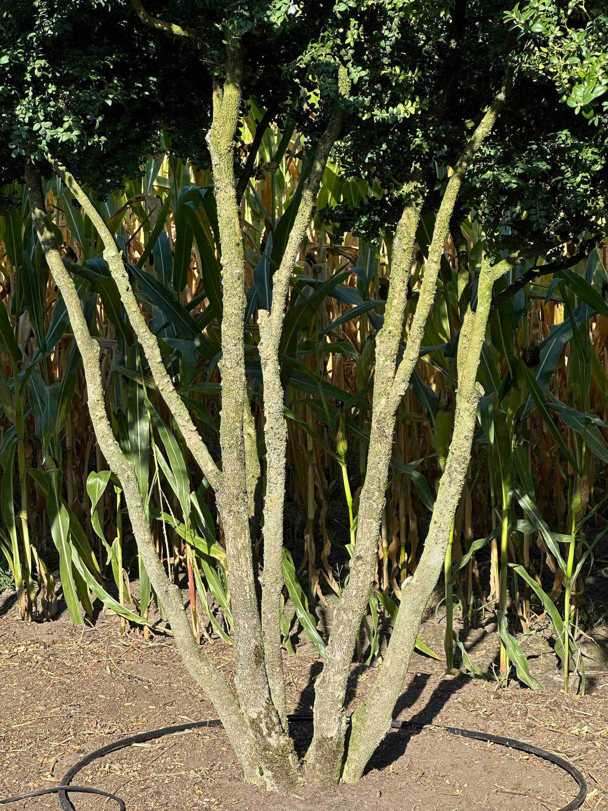 BUSE TREE #068