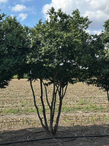 BUSE TREE #068