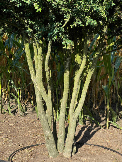 BUSE TREE #069