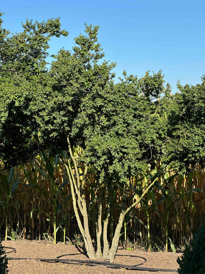 BUSE TREE #070