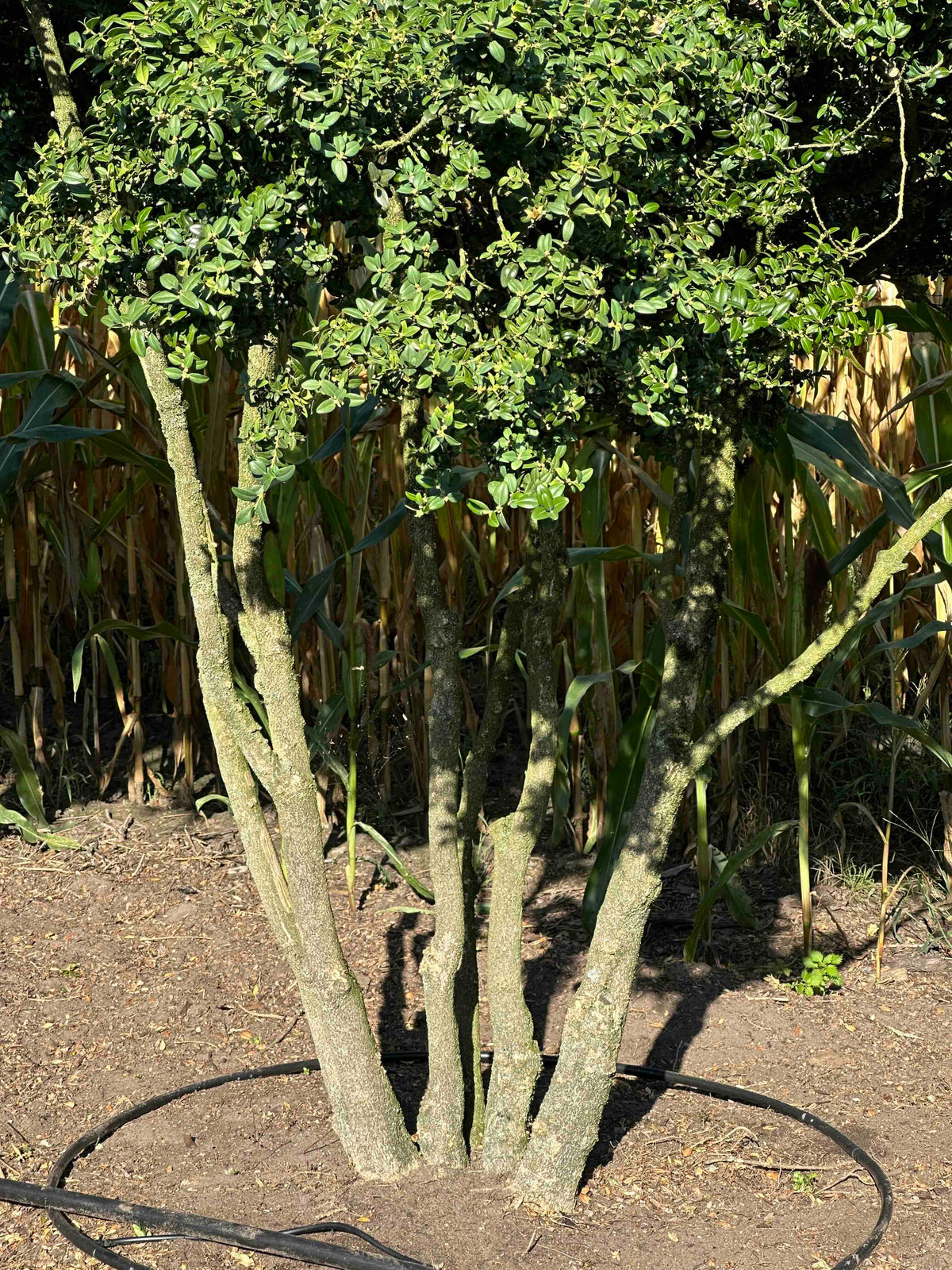 BUSE TREE #070