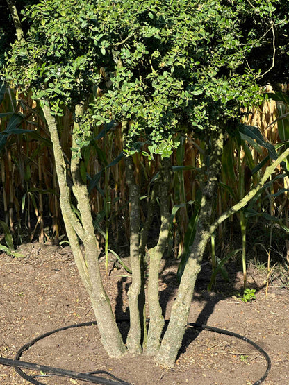 BUSE TREE #070