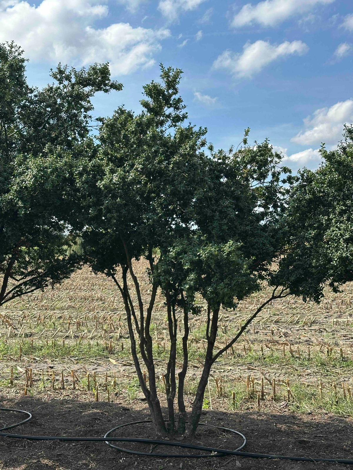BUSE TREE #070