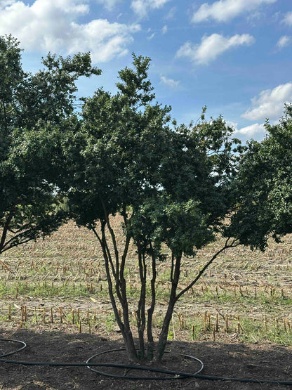 BUSE TREE #070