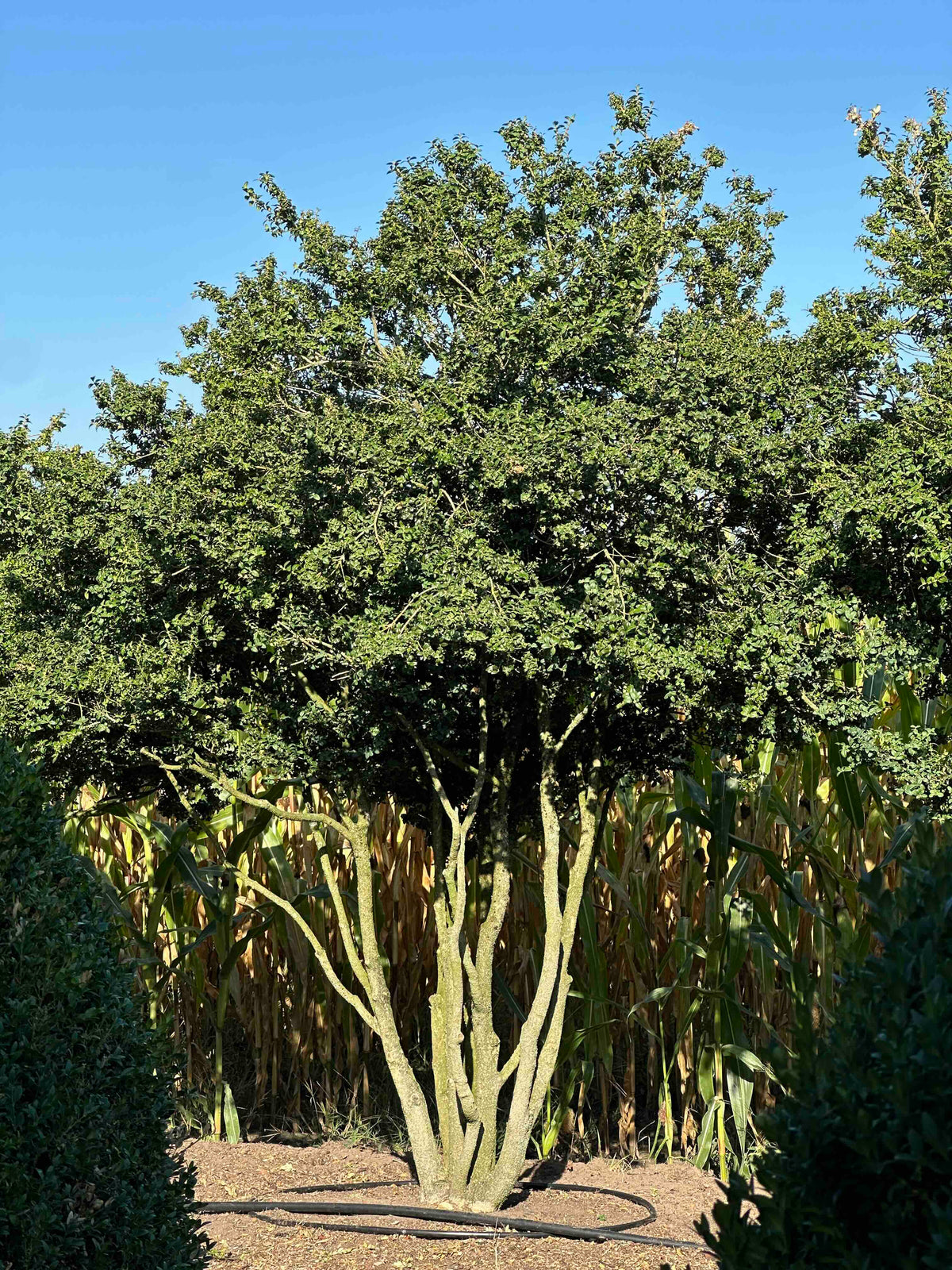 BUSE TREE #071