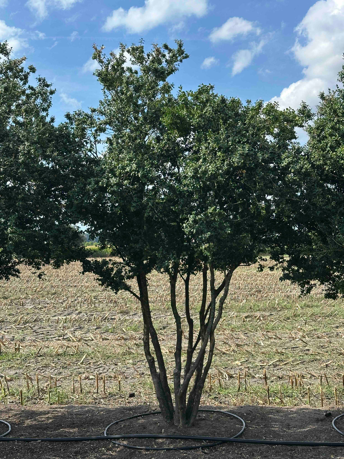 BUSE TREE #072