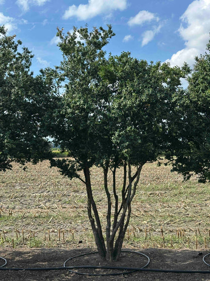 BUSE TREE #072